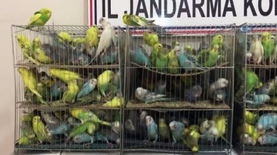 muhabbet kusu -  Jandarma yol kontrolünde 630 kaçak muhabbet kuşu ele geçirdi  Videosu