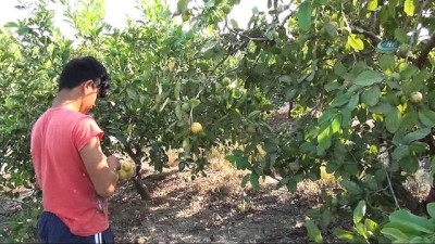  Türkiye’nin ilk guava üreticisi 