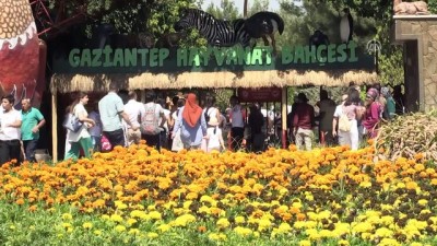 ziyaretciler - Aslan 'Cesur'un artık 'Sultan'ı var - GAZİANTEP  Videosu