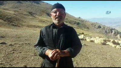 hayvancilik -  Koyunların tuz ve su keyfi Videosu