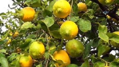 market -  Limonun ateşini hasat düşürecek  Videosu