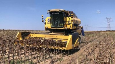 gubre - Trakya'da ayçiçeği hasadı başladı - EDİRNE  Videosu