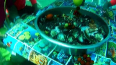 leman -  Denizin altına masa kurup midye yediler  Videosu