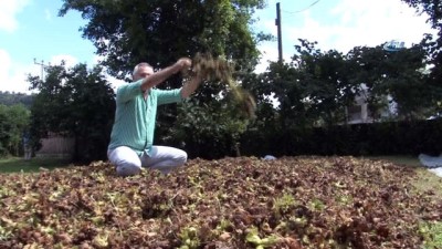 felaket -  Ordu'da fındıklar sahile vurmaya devam ediyor  Videosu
