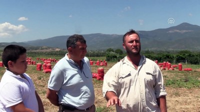 sogan ureticileri - Pamukova soğanı üreticisi gelecekten ümitli (2) - BİLECİK  Videosu