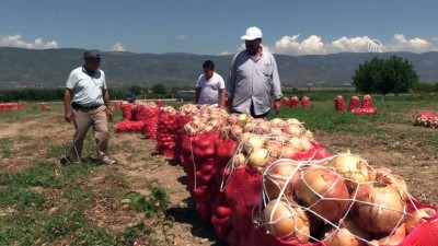 sogan ureticileri - Pamukova soğanı üreticisi gelecekten ümitli - BİLECİK  Videosu