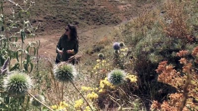 biyolojik cesitlilik - Bitki florası ve arıcılık için dağ bayır geziyor - BİNGÖL  Videosu