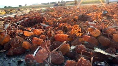 cakal -  Çiftçinin tüfekli ‘üzüm nöbeti’  Videosu