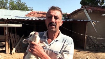 hayvan sevgisi - Zehirlenen otları yiyen koyunların telef olduğu iddiası - ESKİŞEHİR  Videosu