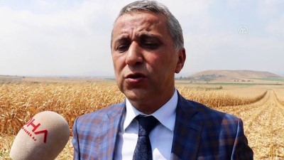 cevre kirliligi - Çukurova'da mısır hasadına başlandı  Videosu