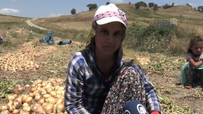 mevsimlik isci - Ekmeklerini soğandan çıkarıyorlar - YOZGAT  Videosu