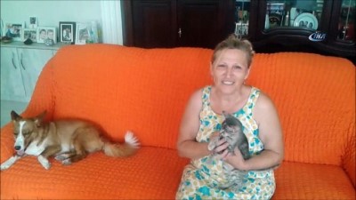 ameliyat -  Evinde 11 köpek ve 7 kedi bakıyor  Videosu