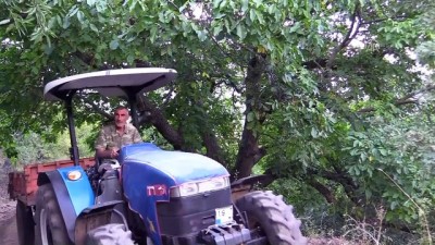 ceviz agaci - İki asırlık ceviz ağacı yılda yarım ton ürün veriyor - ÇORUM  Videosu
