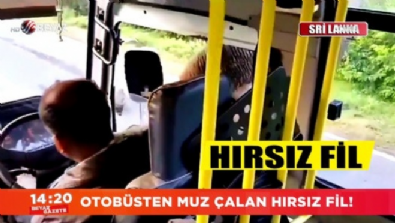 Otobüsten muz çalan hırsız fil