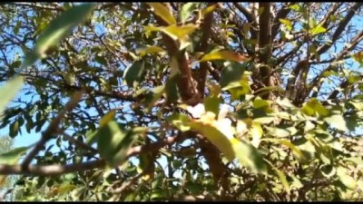 kiyam -  Elma ağaçları zamansız çiçek açtı  Videosu