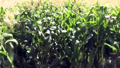 kahvehane - Bingöl Ovası'nda mısır hasadı  Videosu