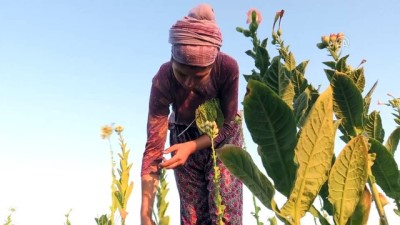 emekli imam - Tütün çiftçisine 'okumuş evlat' desteği - MUĞLA  Videosu