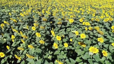 milyar dolar - 'Çiftçinin yüzü ayçiçeğiyle gülecek' - EDİRNE  Videosu