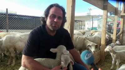 salda -  Fransız koyunuyla et verimini 3’e katlayacak  Videosu