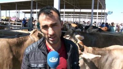 hayvan pazari -  Kurbanlıklar pazara indi  Videosu