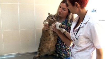 kalp yetmezligi -  Normal kilosunun 5 katına ulaştı...19 kiloluk kediye özel diyet  Videosu