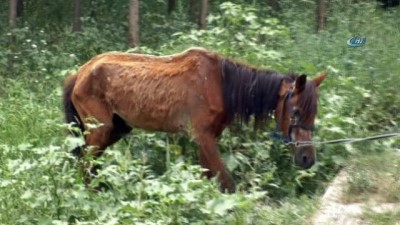 kader -  Ölmek üzereyken bulunan ata hayvanseverler sahip çıktı  Videosu