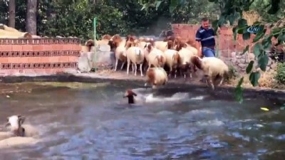 yuzme -  Sıcaktan bunalan kuzular havuzda serinledi  Videosu