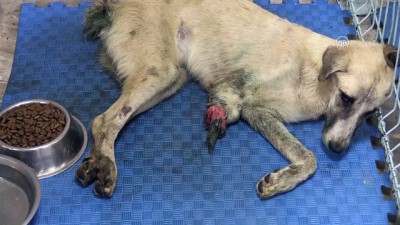 fabrika - Ayağı ve kuyruğu kesilen köpek tedavi altına alındı - GAZİANTEP  Videosu
