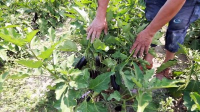 yasli cift -  Ayaş'ta hasat başladı  Videosu