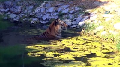 2008 yili -  Hayvanların buzlu meyve keyfi  Videosu