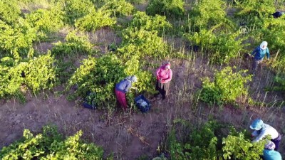 İslahiye Ovası'nda üzüm hasadına başlandı - GAZİANTEP 