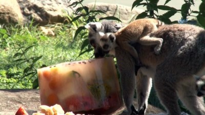 karpuz keyfi -  Lemurların buzlu karpuz keyfi  Videosu