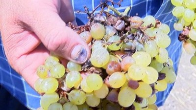 yagan -  Manisa'da şiddetli yağmur sergideki üzümleri vurdu Videosu