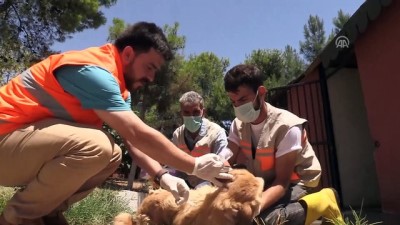 ilac tedavisi - Sokak köpeği 'Moniş' şefkat eliyle hayata tutundu - ŞANLIURFA  Videosu