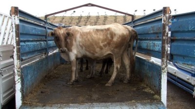 hayvan pazari -  Van’da kurbanlıklar görücüye çıktı  Videosu