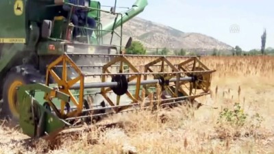 kooperatif - Adıyaman'da ilk 'kinoa' hasadı  Videosu
