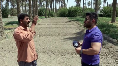 tarim arazisi - Kuraklık 'iki nehir ülkesi' Irak'ta tarımı bitirmek üzere - BAĞDAT  Videosu