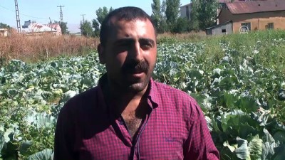 market - Lahana hasadı 1,5 ay erken başladı - MUŞ Videosu