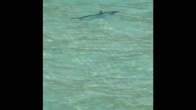 kopek baligi - Mallorca'da bir plajda yüzen köpek balığı paniğe neden oldu Videosu