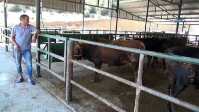 kurbanlik hayvan -  Manisa hayvan pazarında padoklar boş kaldı  Videosu
