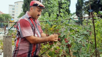 organik tarim -  Muhtardan örnek bahçe  Videosu