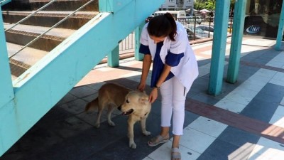 hayvan haklari -  Sahibini bekleyen köpek merdiven altından ayrılmıyor  Videosu
