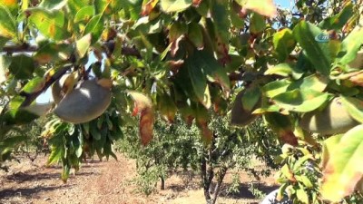 parlamento -  Badem üretiminde teknolojik tarım Videosu