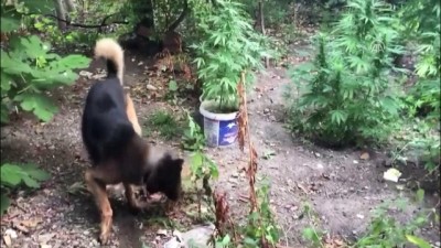 dedektor kopek - Burdur'da uyuşturucu operasyonu Videosu
