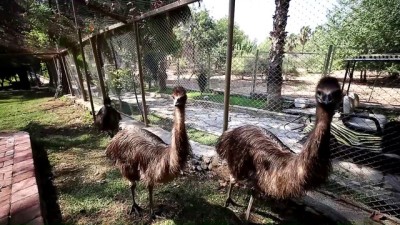 hayvanat bahcesi - Doğa parkındaki emulara özel ilgi - ANTALYA  Videosu