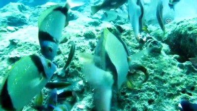 deniz canlilari - 'Akdeniz'in doktor balıklarından korkmayın' - ANTALYA  Videosu
