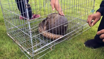 hastalik -  - Çin'de Kaçakçılardan Kurtarılan Pangolin, Doğaya Bırakıldı  Videosu