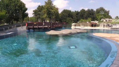 ziyaretciler - Fok ile bakıcısının dostluğu - BURSA  Videosu