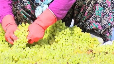 potasyum -  Manisa'da kuru üzüm için hasat erken başladı  Videosu