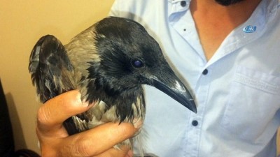 isaf -  Yaralı kargayı iyileşene kadar evinde misafir edecek  Videosu